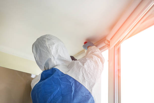 Best Black Mold Removal in USA